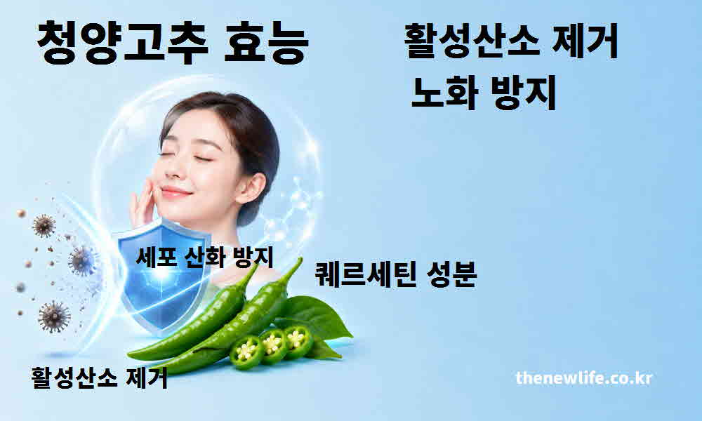 청양고추 효능 활성산소 제거 노화 방지