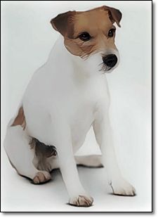 테리어
파슨 러셀 테리어(Parson Russell Terrier)