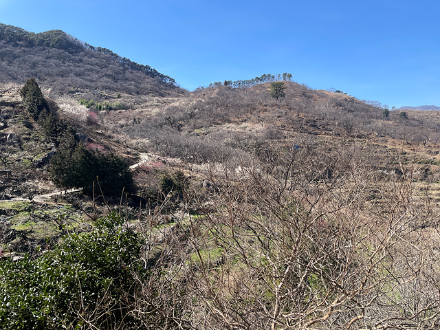 24년 광양 매화 축제 일정 요금 주차