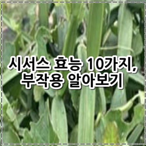 시서스 효능 10가지, 부작용 정리
