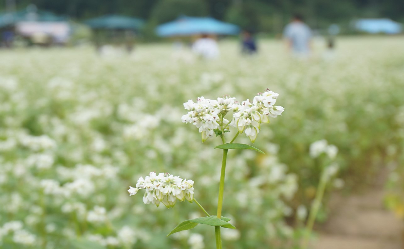 2024 봉평 메밀꽃 축제 평창 효석 문화제