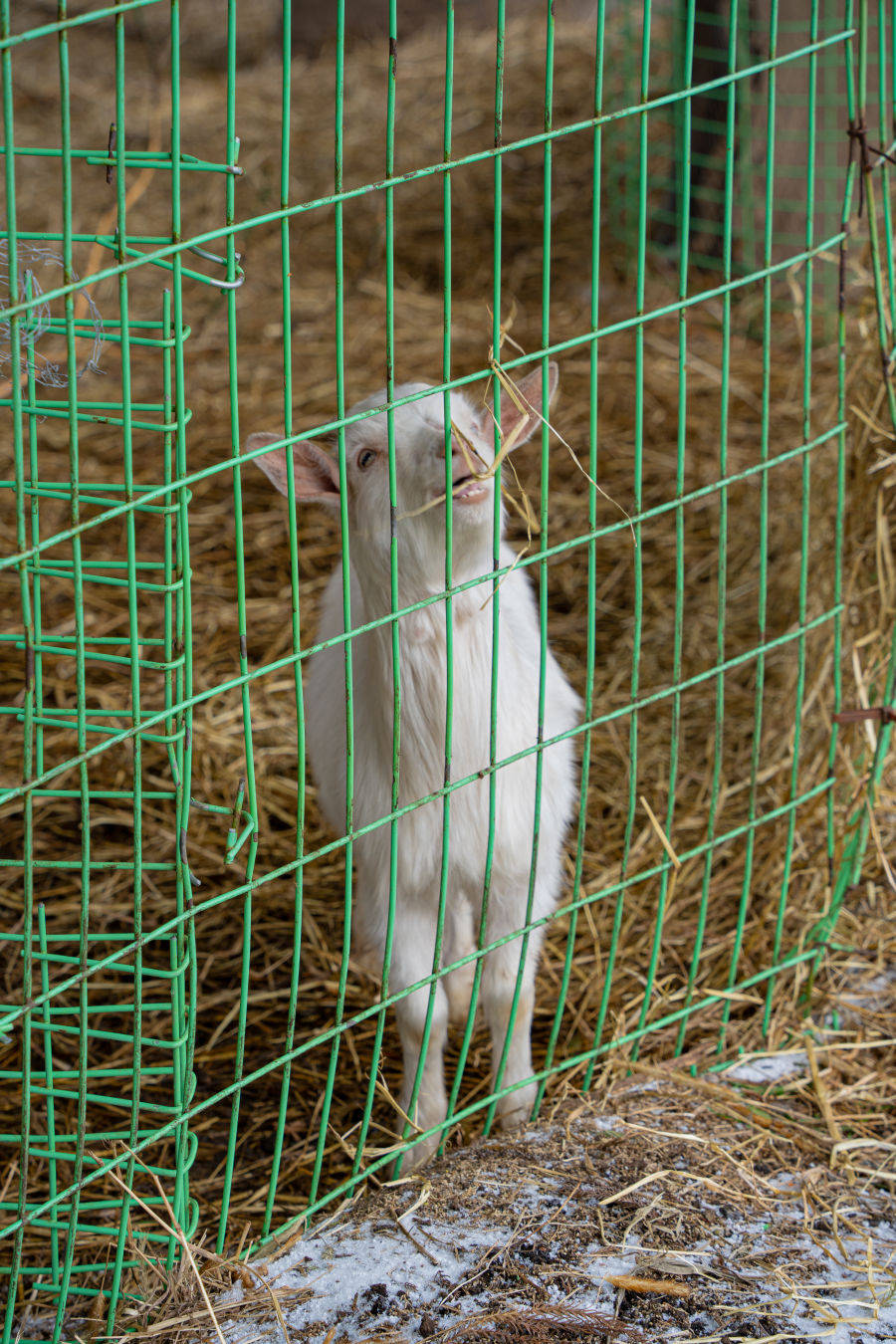 비밀의 숲 동물