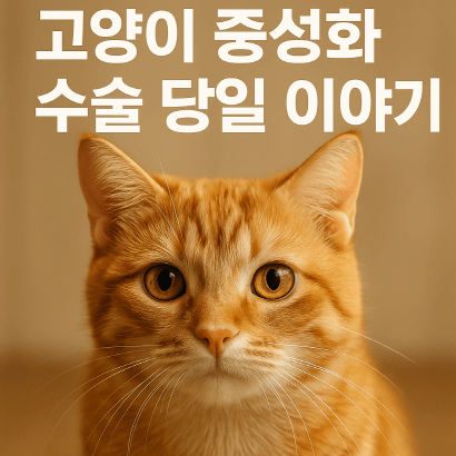 고양이 중성화 수술 당일 체크리스트 &amp; 보호자 주의사항