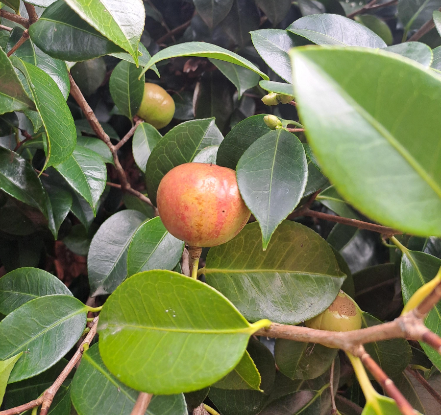 동백나무 열매-씨앗