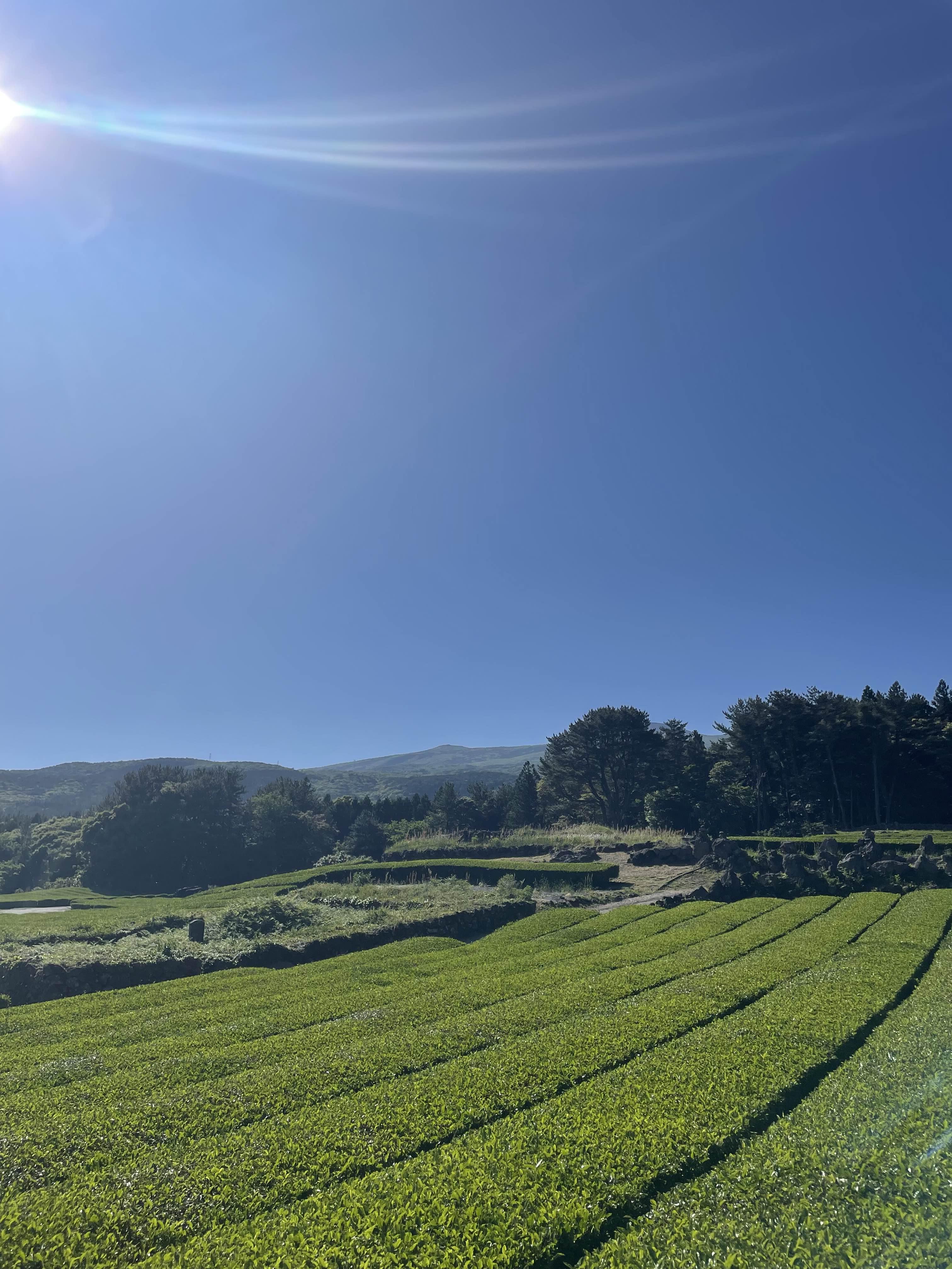 서귀다원 녹차밭 풍경사진