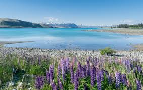 테카포 호수 & 마운트 쿡 국립공원 사진