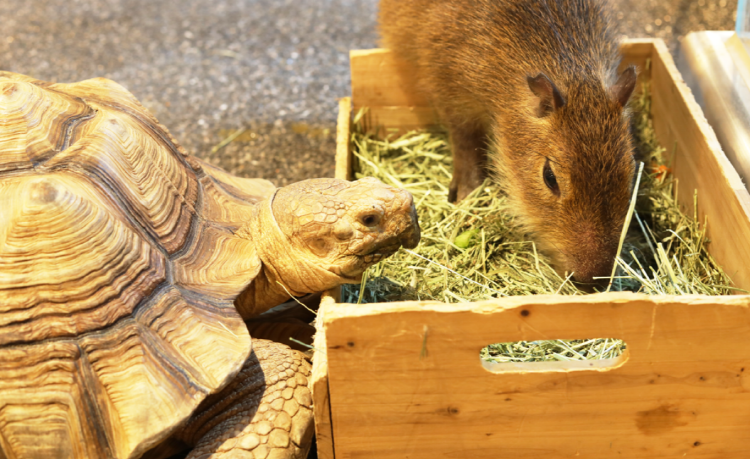 가평 신비동물원