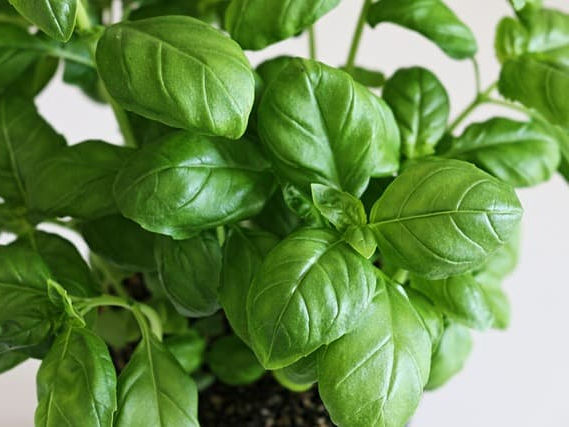 바질의 에센셜 오일