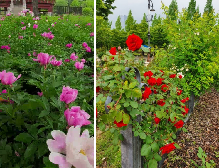 작약꽃밭과 장미원 사진