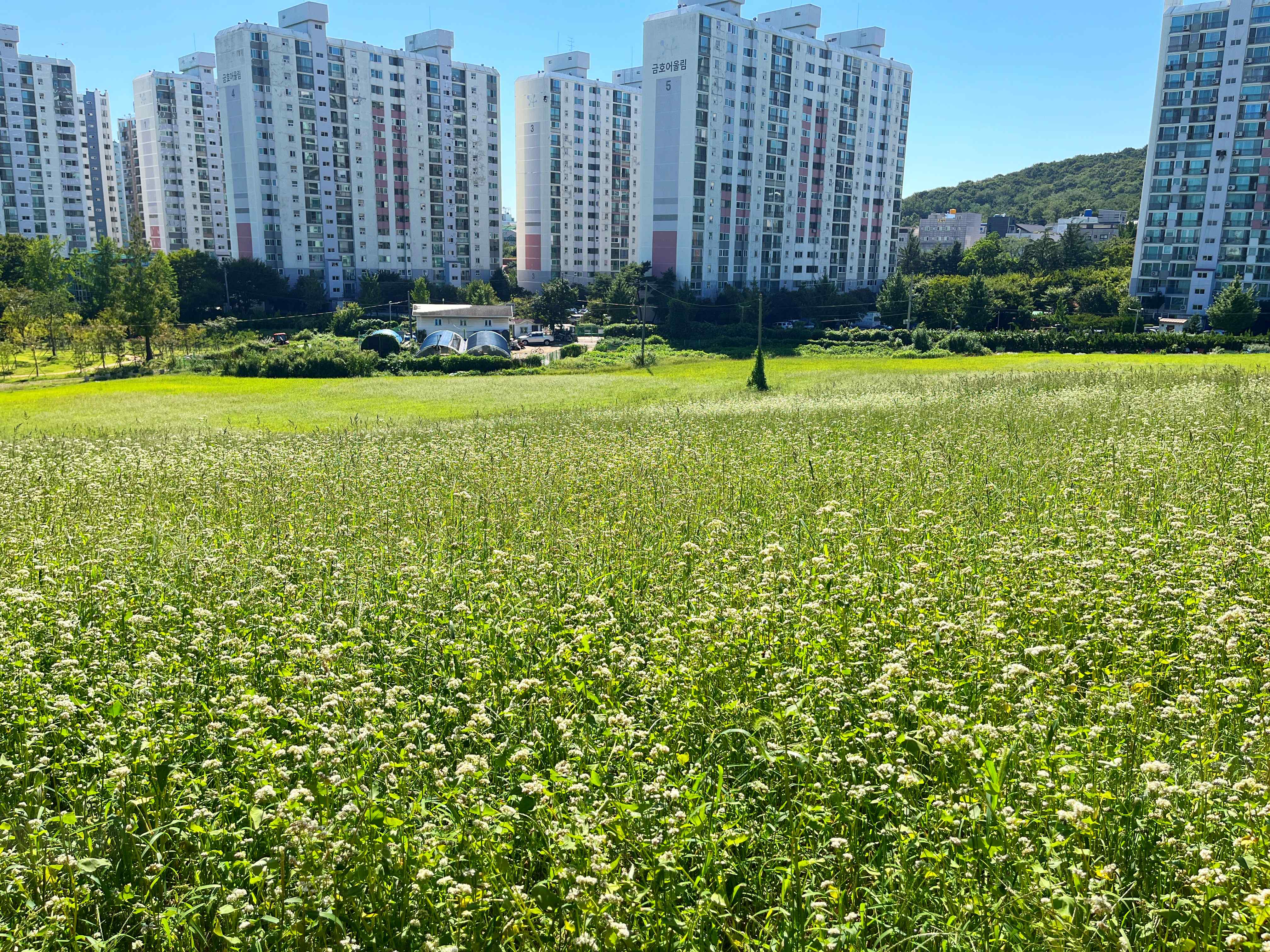 인천 선학동 메밀꽃