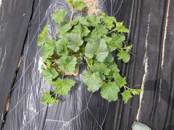 작물 순지르기 유인 기본 토마토 오이 가지 고추 수형관리_4