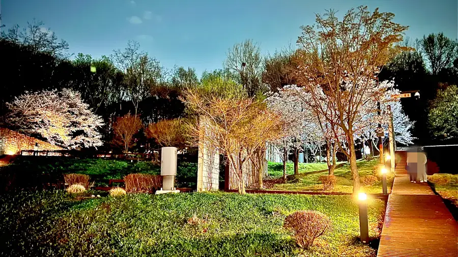 벚꽃 사진1-현자의 정원