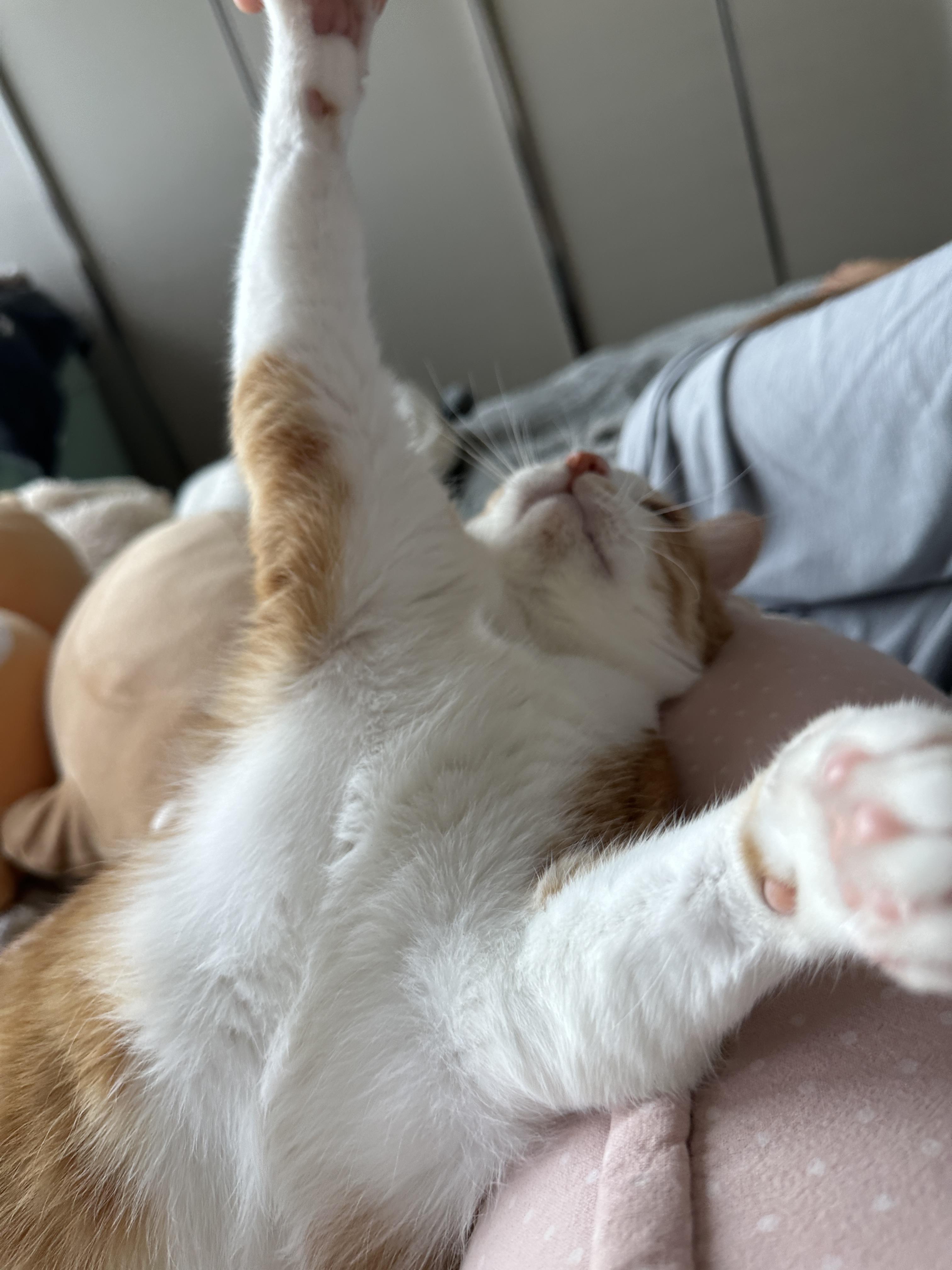 엄마_손을_잡으려고_두_앞발을_쭉_뻗은_호야_1