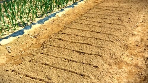 도라지-종자-파종방법