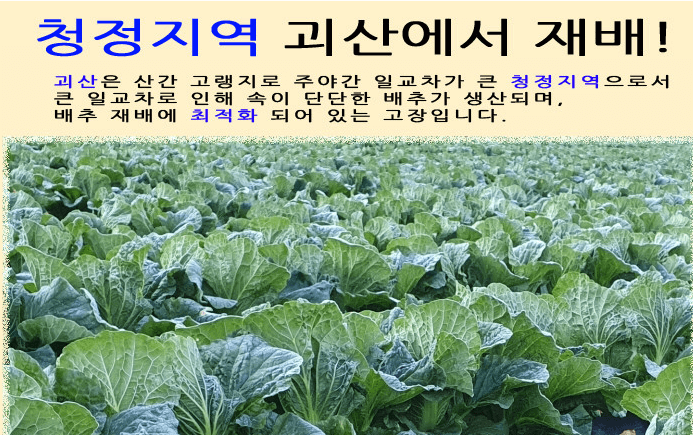 괴산 절임배추 20kg 사전예약 가격비교