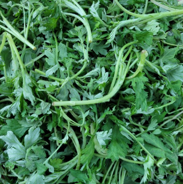 쑥이 펼쳐져 있는 이미지