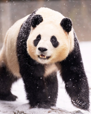 푸바오-눈오는날