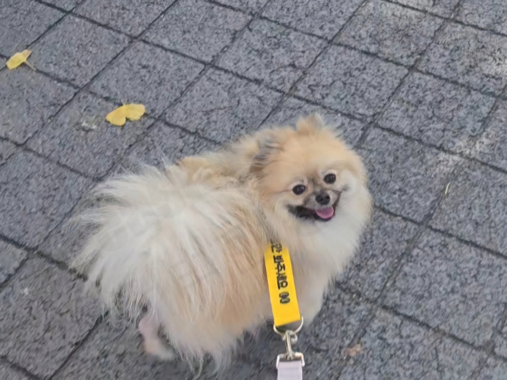 슬개골 탈구 수술 후 처음으로 산책하는 강아지