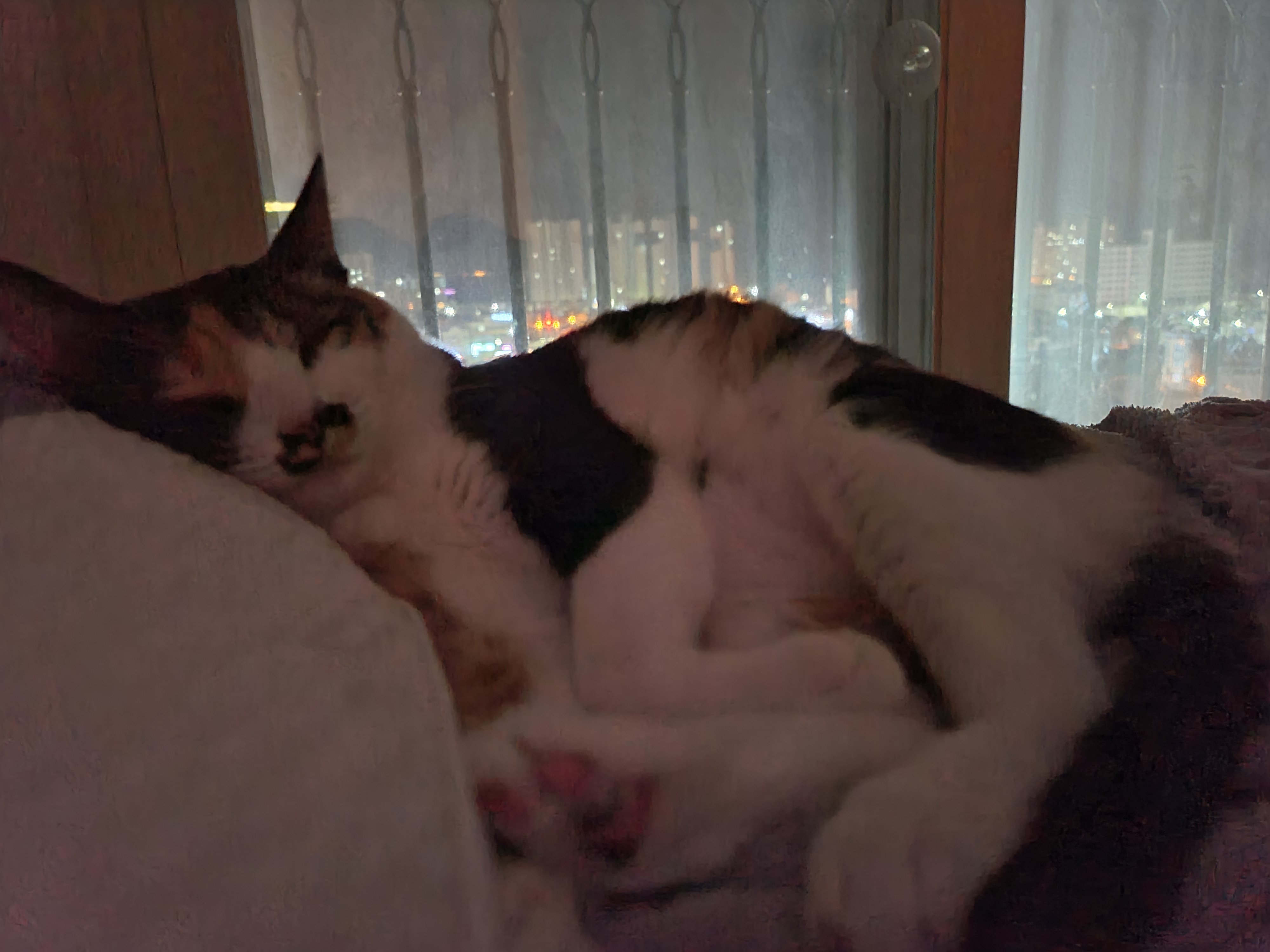 이른 아침 아홉냥이네의 고양이들. 집사가 눈을 떴을때 볼수 있는 사랑스런 고양이들.