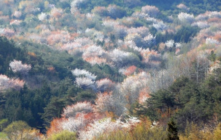 전남벚꽃 명소