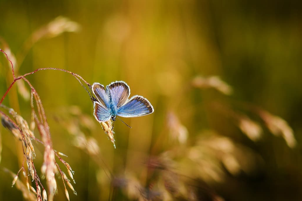 카오스 이론과 인류 역사 속 불확실성
