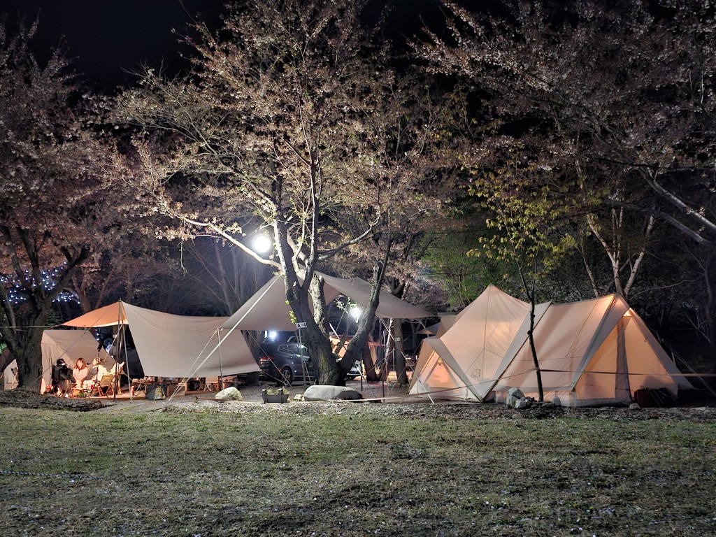 야간 벚꽃 풍경