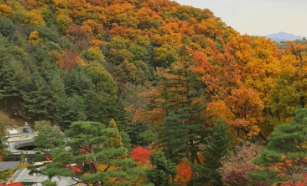 기차여행 단풍특선 추천