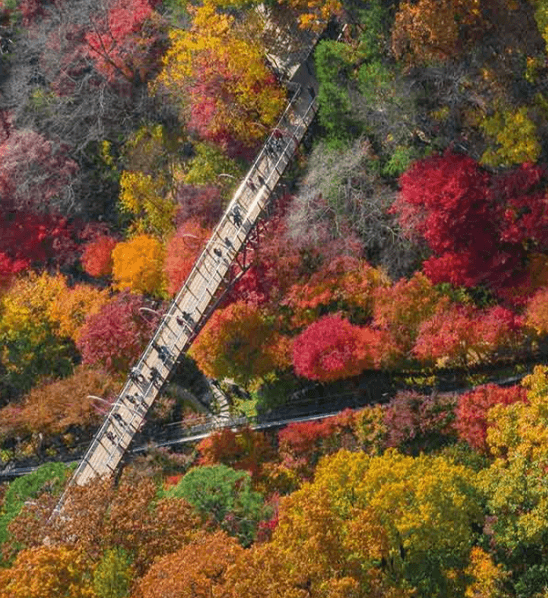 화담숲 단풍 내 다리