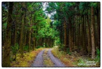 걷기 좋은 명품 숲길 50선 전국 서울 경기_9