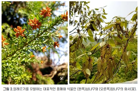 삼나무와 참나무의 꽃