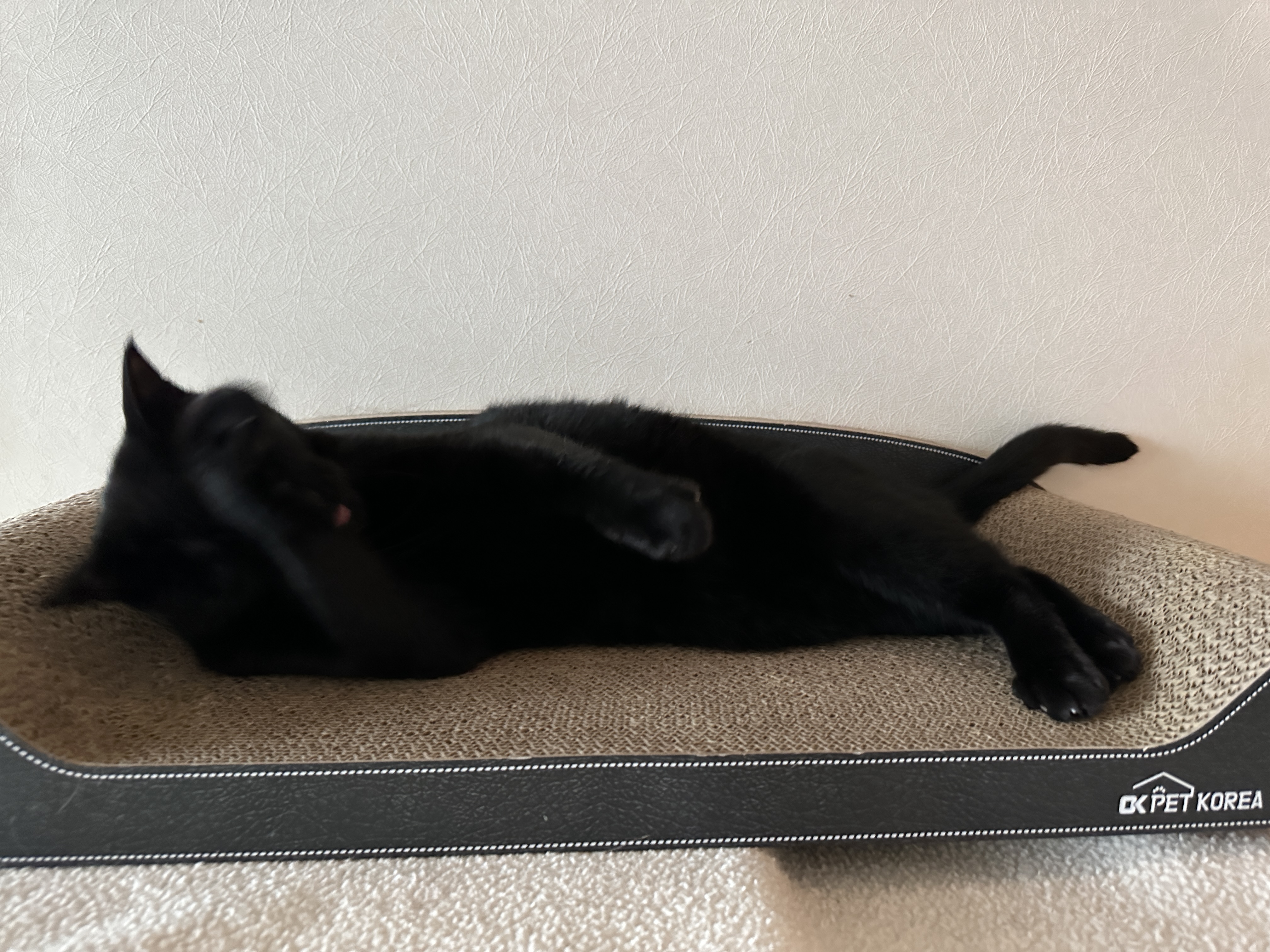 스크래쳐_위에서_그루밍_하는_건이