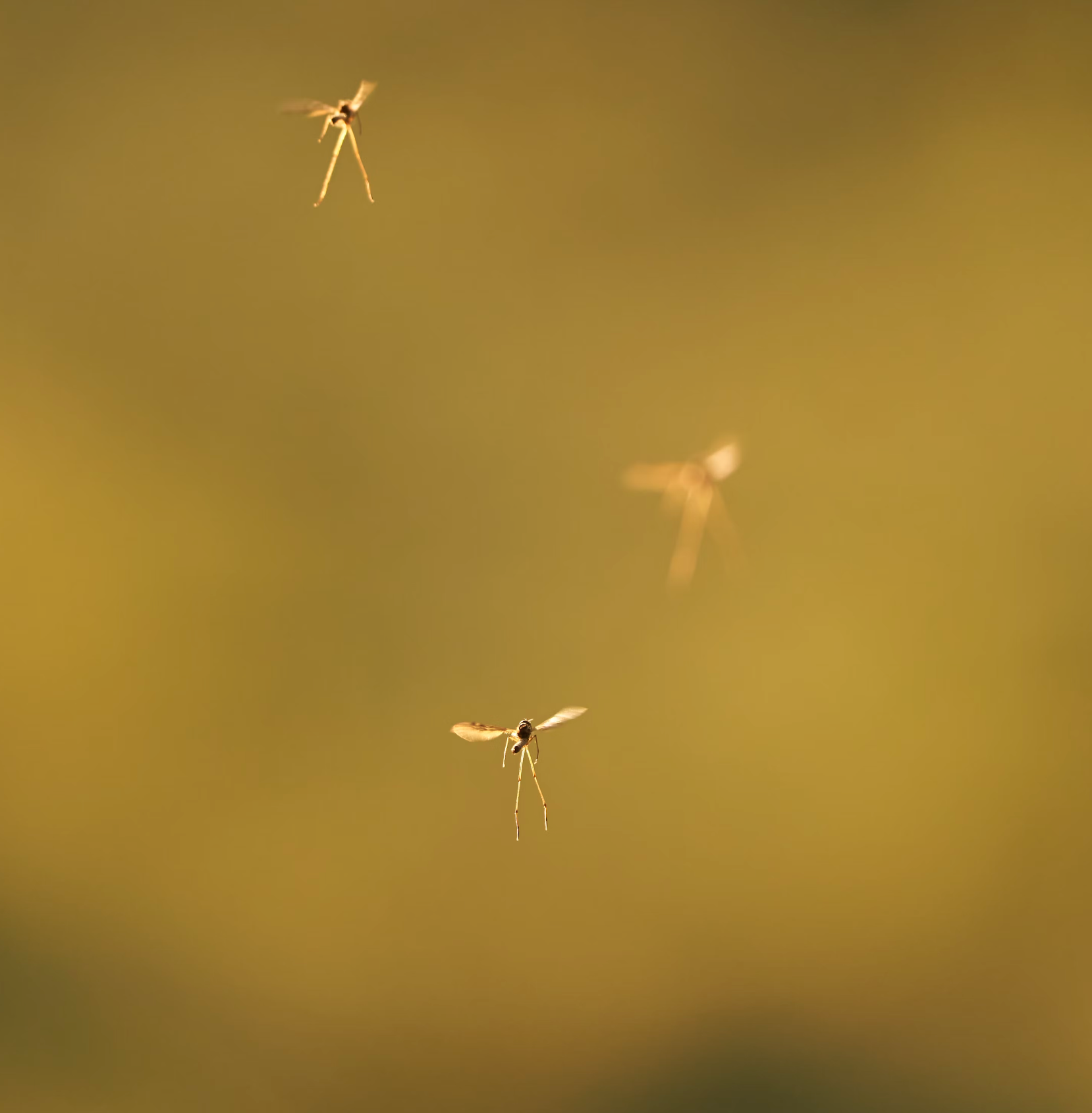 모기기피제 사용법