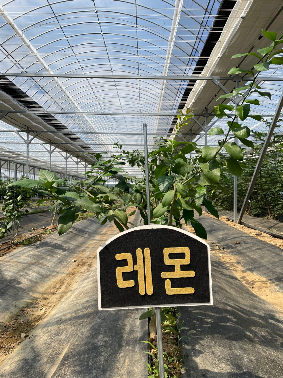 6시내고향 꿈그린농원