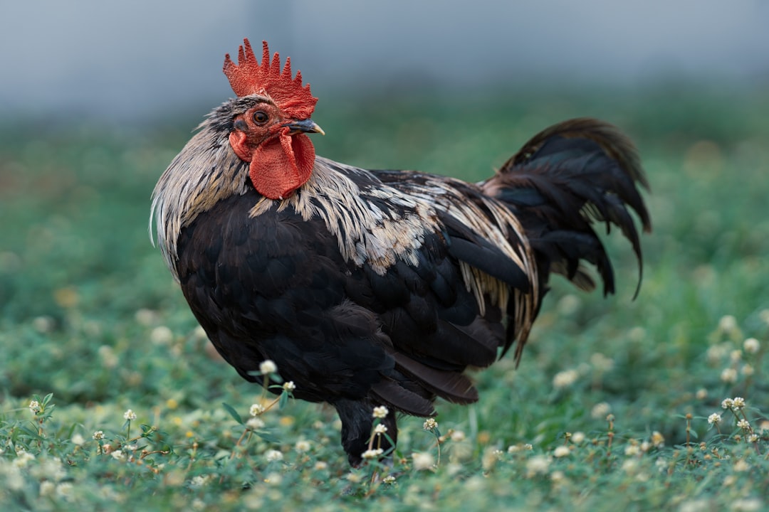 Rooster