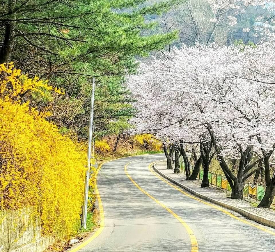 우암산 벚꽃 순환 드라이브 코스 벚꽃 명소 베스트 5 벚꽃시기 만개시기 드라이브 코스