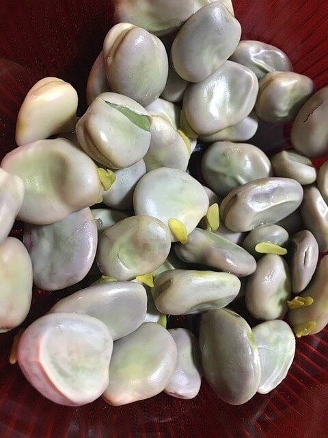 자이언트 파바빈 효능 6가지 부작용 파바빈 먹는법 꿀팁!(feat. 요리법)