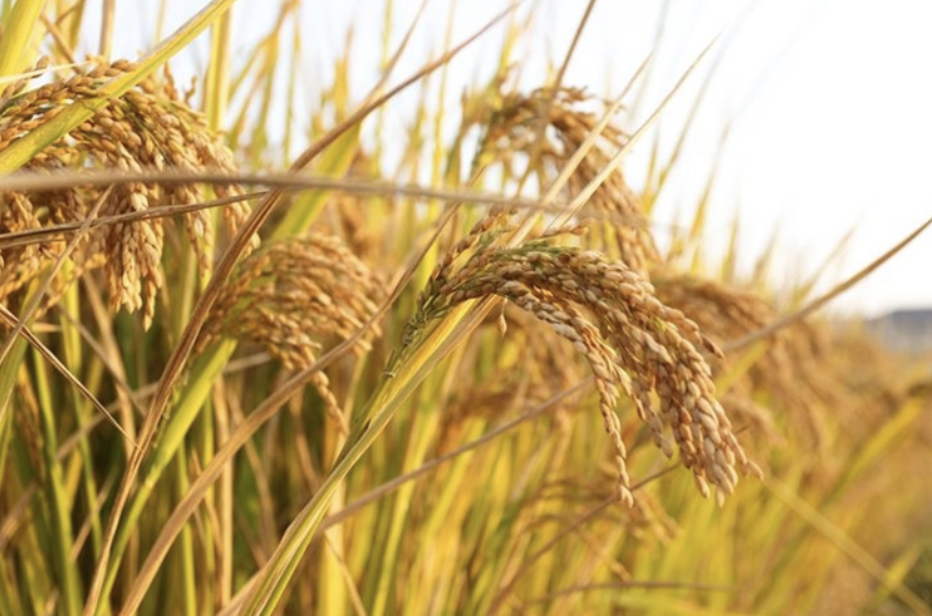 한로 뜻 의미 유래 풍습