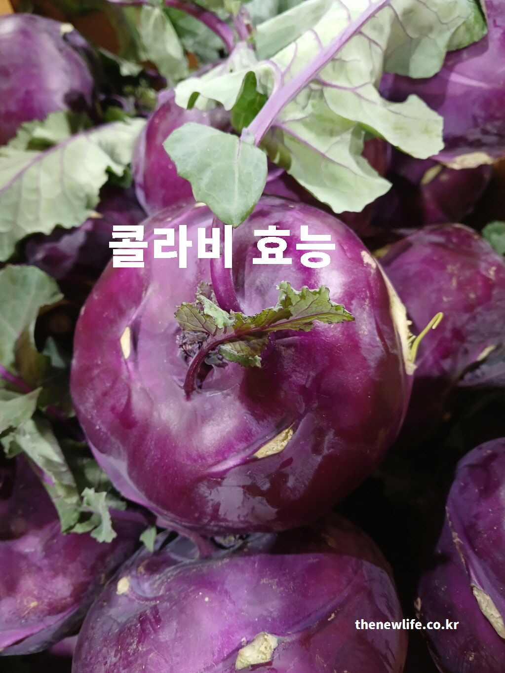 콜라비 효능을 설명하는 싱싱한 보라색 콜라비