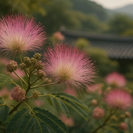 자귀나무 키우기 A to Z (묘목 심기부터 관리까지)