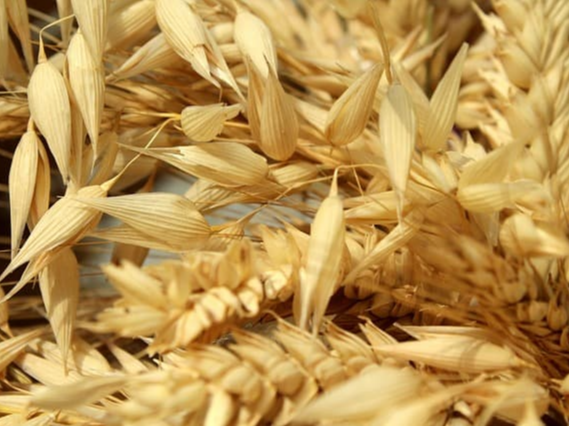 귀리 베타글로칸 풍부