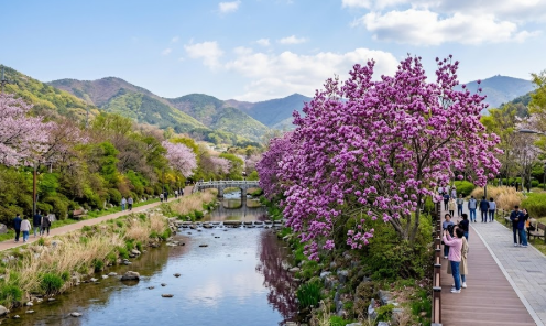 영도구 동삼해수천 벚꽃 현황