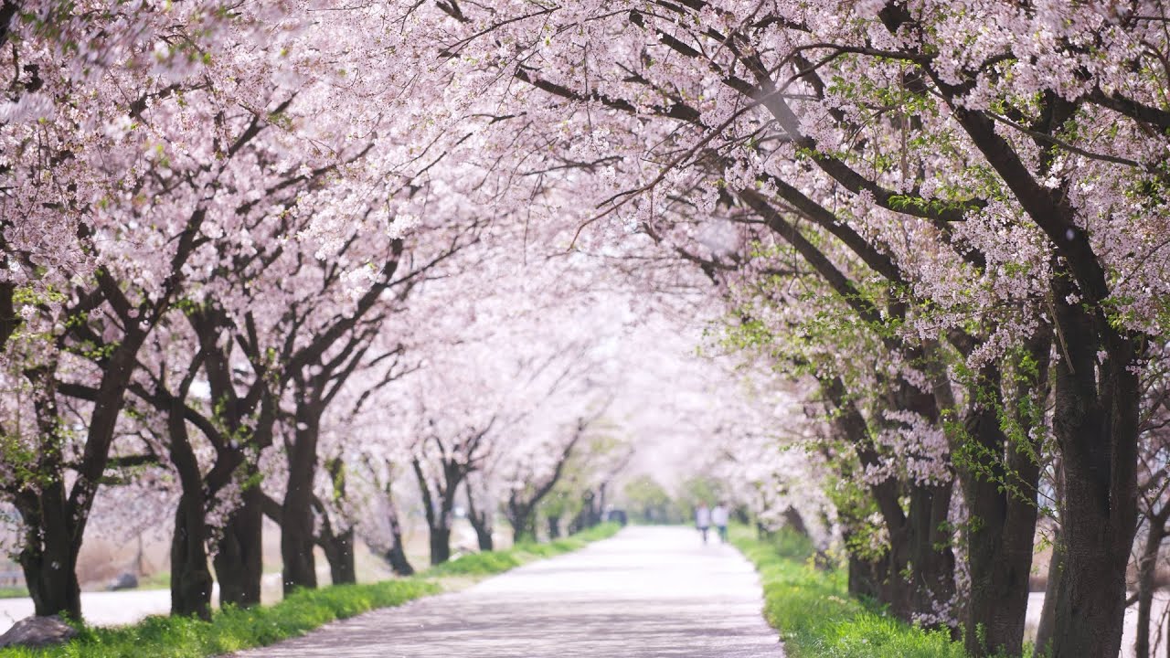 2024 벚꽃 개화시기