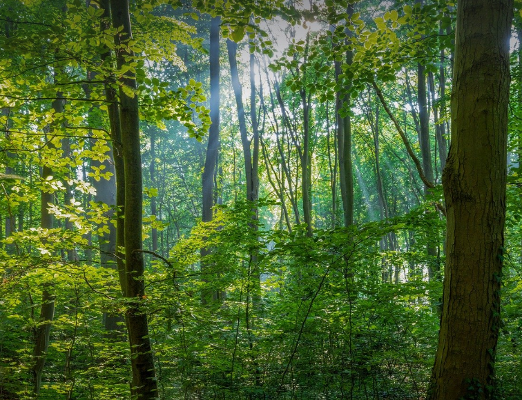 자연에서 얻는 치유 – '숲 테라피'와 건강 회복