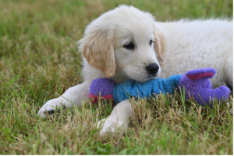 반려동물 입양의 중요성과 책임