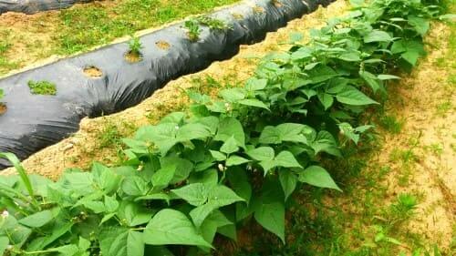 호랑이강낭콩-개화하며-생장하는모습