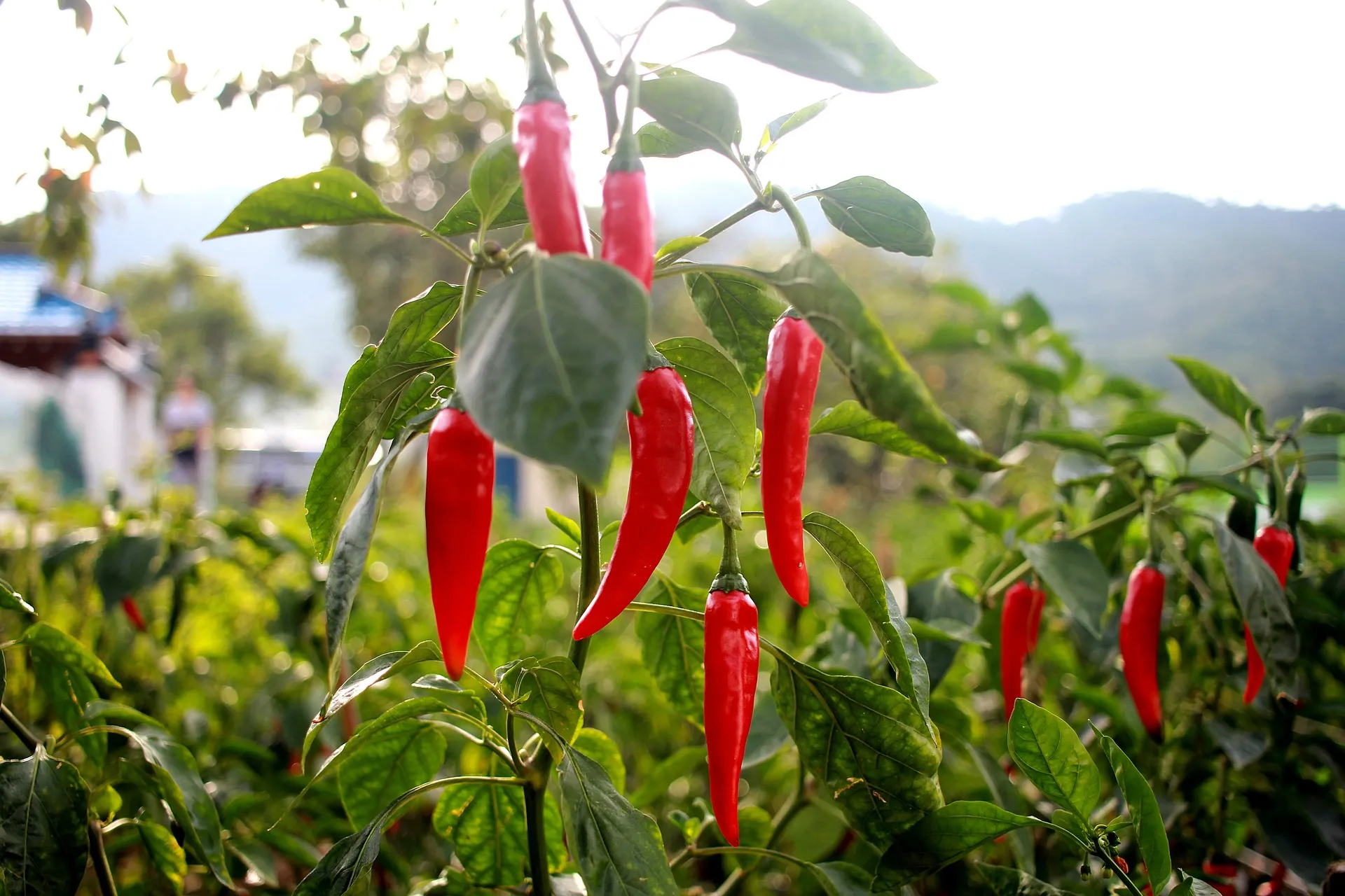 고추 재배 모종 고르기 지주 설치 시비 요령_2