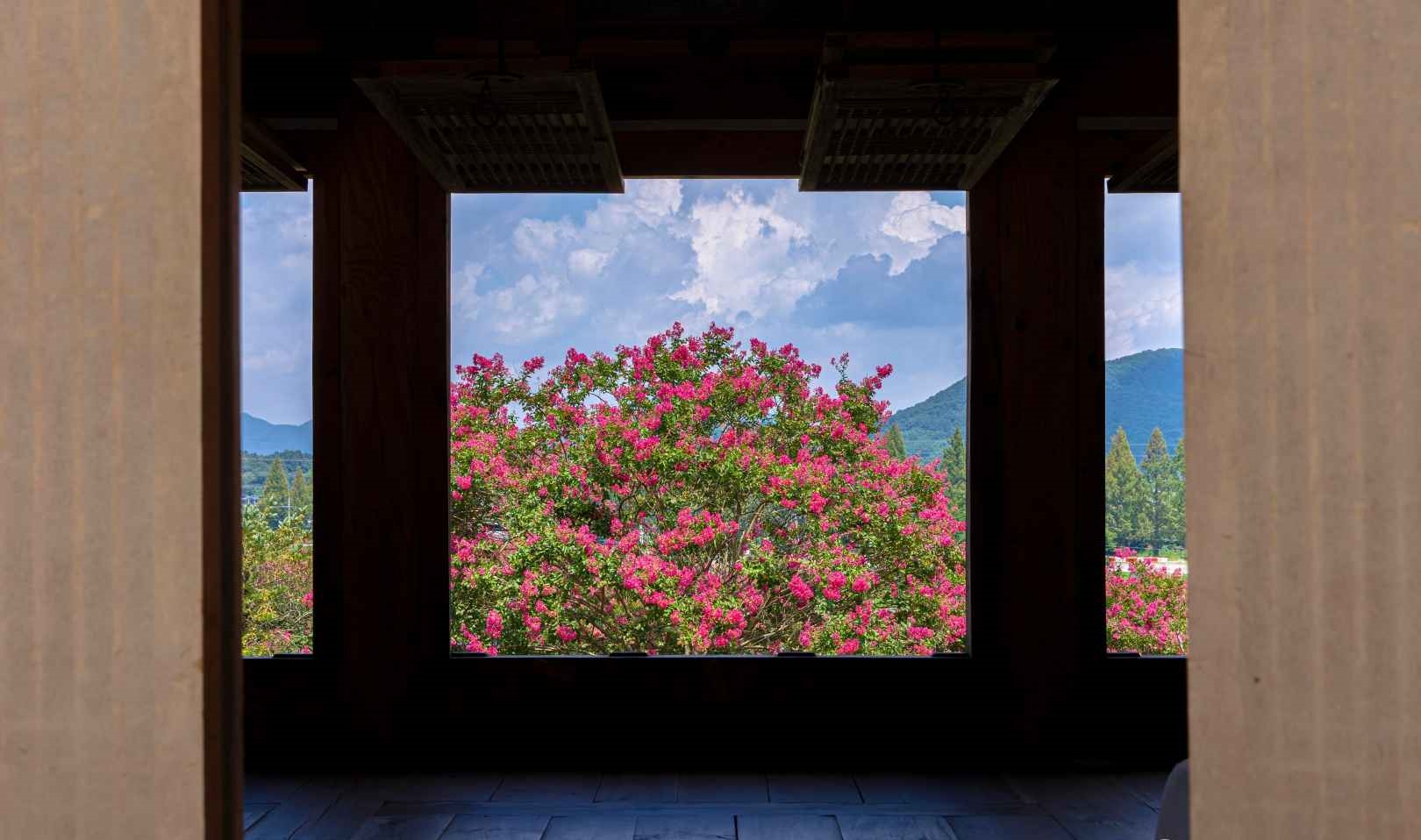 담양 죽림재 배롱나무 명소