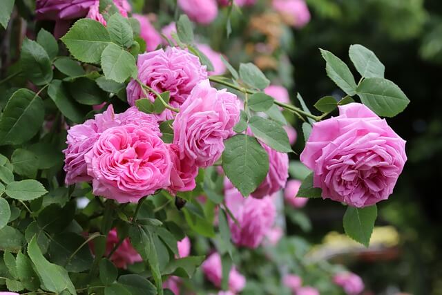 5월 장미축제 추천