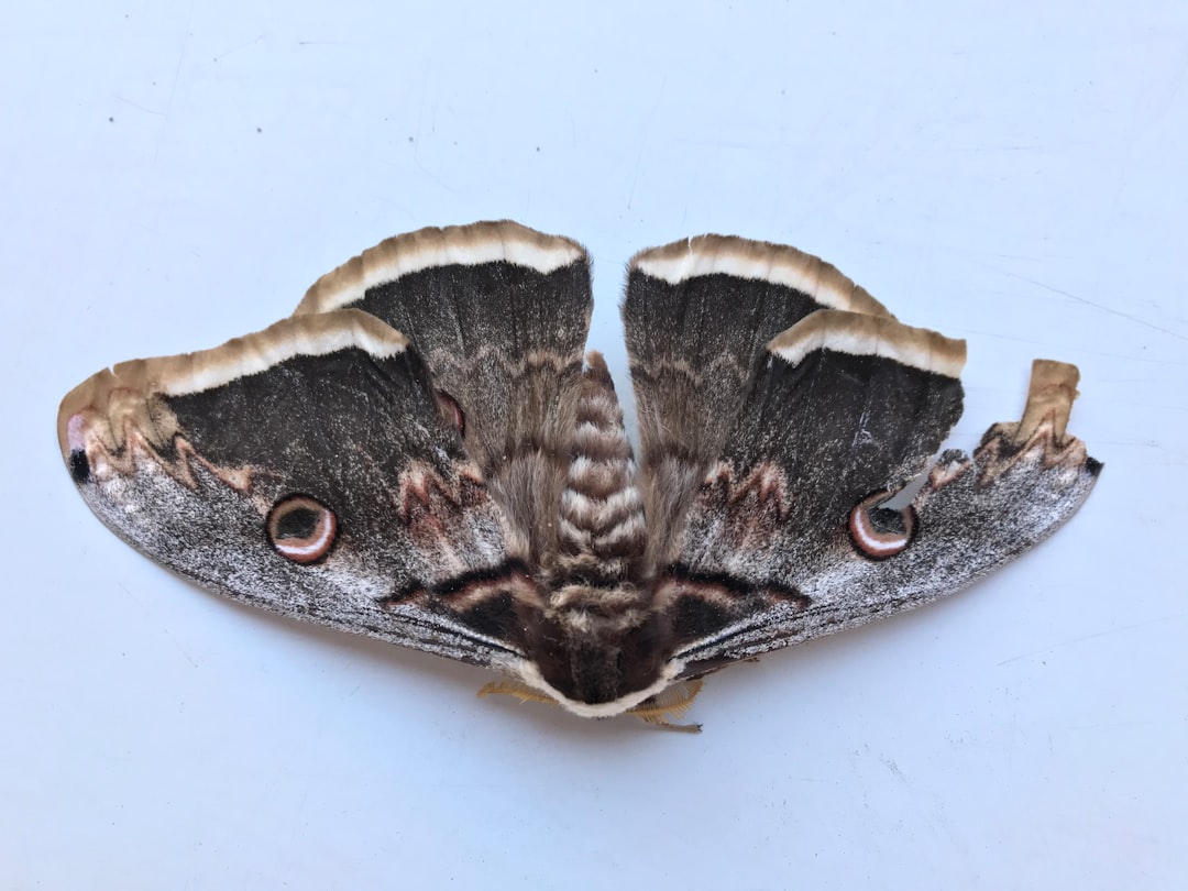 Identification
