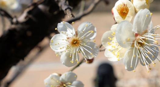 2026 벚꽃 개화 시기